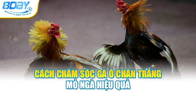 Cách chăm sóc gà ô chân trắng mỏ ngà hiệu quả