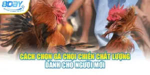 Cách Chọn Gà Chọi Chiến Chất Lượng Dành Cho Người Mới