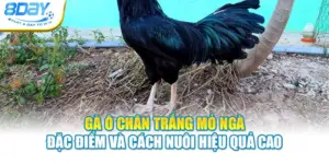 Gà Ô Chân Trắng Mỏ Ngà – Đặc Điểm Và Cách Nuôi Hiệu Quả Cao