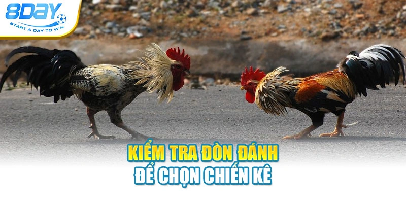 Kiểm tra đòn đánh để chọn chiến kê