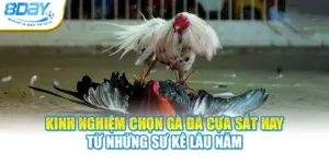 Kinh Nghiệm Chọn Gà Đá Cựa Sắt Hay Từ Những Sư Kê Lâu Năm