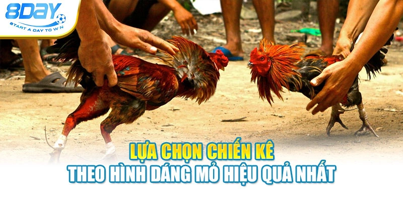 Lựa chọn chiến kê theo hình dáng mỏ hiệu quả nhất