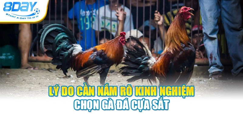 Lý do cần nắm rõ kinh nghiệm chọn gà đá cựa sắt