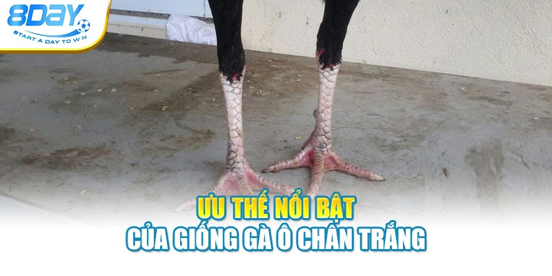 Ưu thế nổi bật của giống gà ô chân trắng